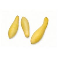 three yellow summer squash on a white background